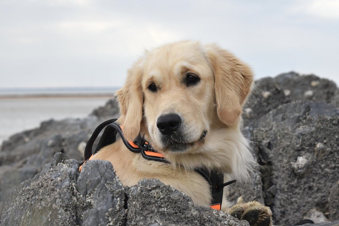 Golden retriever on rock with harnessPicture