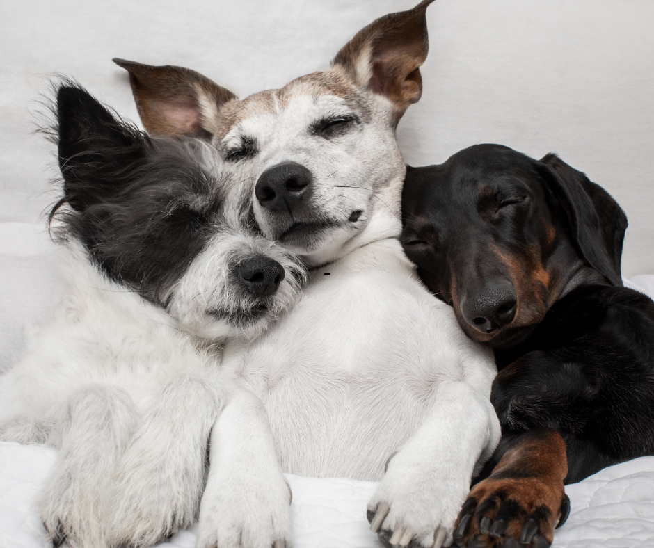 Three dogs, snuggling together on bed