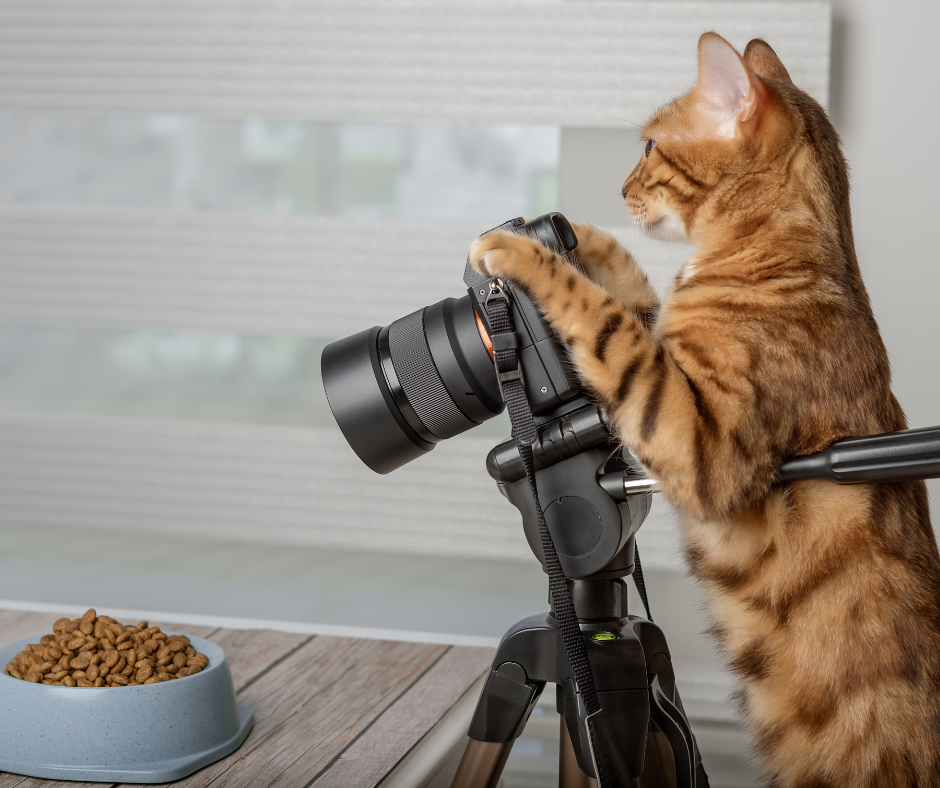 Ginger Cat with digital camera aimed at a bowl of cat food