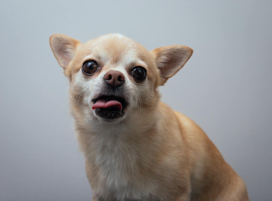 Chihuahua puppy close up
