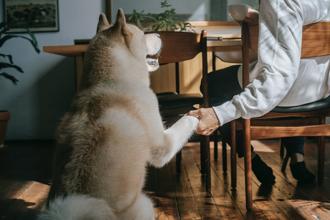 fluffy purebred dog giving paw to crop man drinking coffee at table