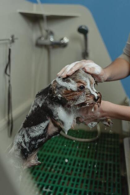Picture of a dog being washed.