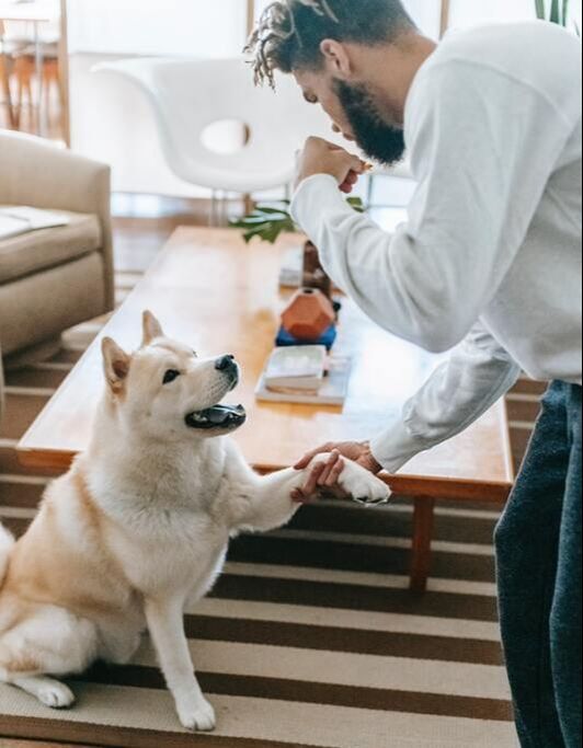 Man training a dog at home