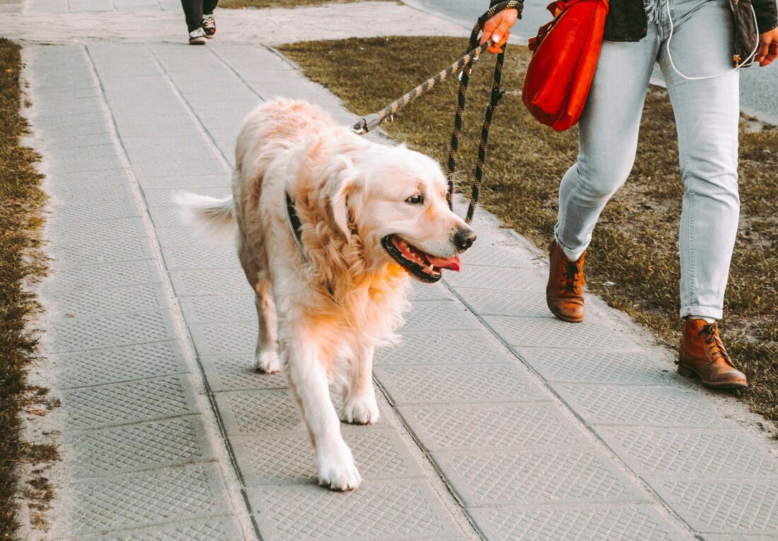 Labrador on leash on sidewalk