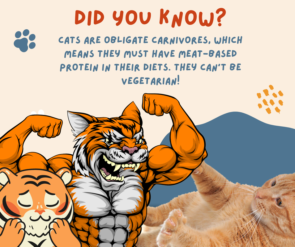 Cartoon of orange cat, muscled tiger and bashful cute tiger explaining that cats are carnivores