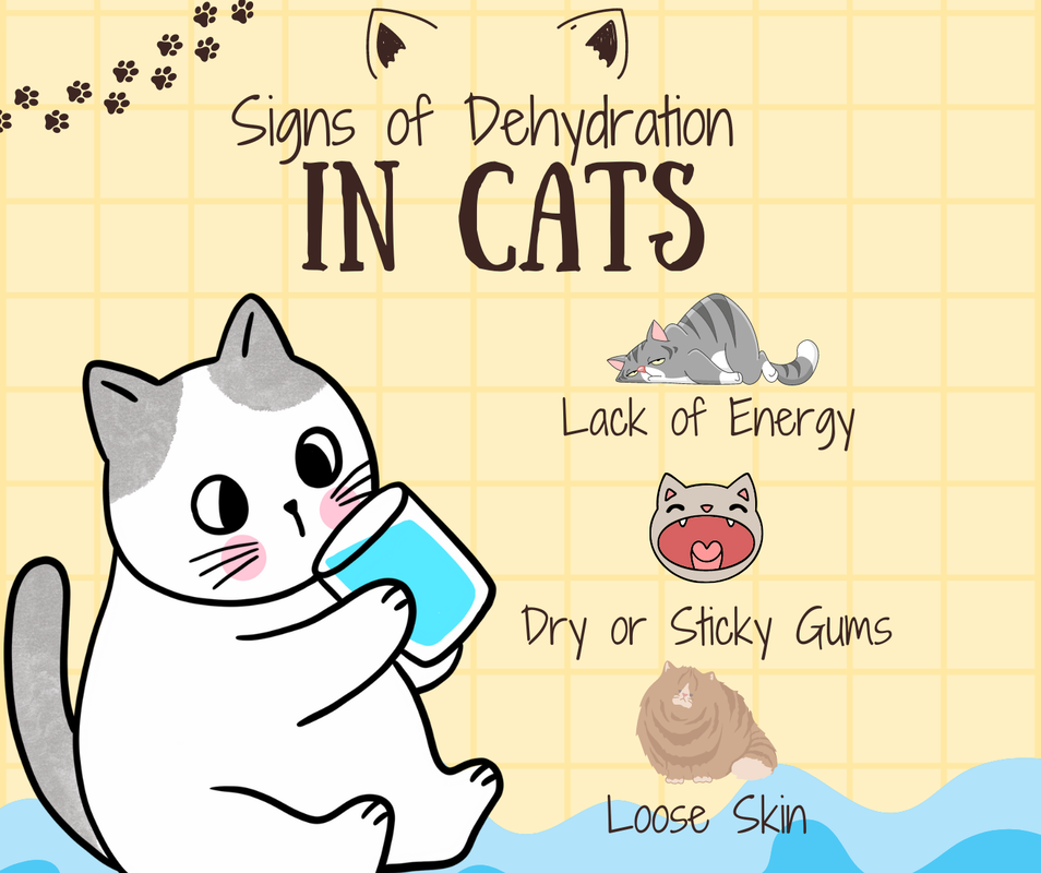Cartoon infographic of a cat drinking water and the signs of dehydration in felines