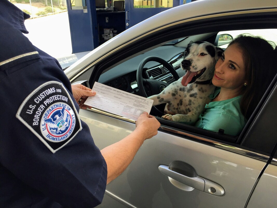 Official inspecting dog license at border stop. Dalmation with brunette owner in car