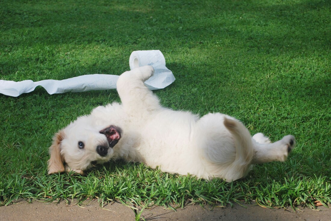White dog rolling around grass with a roll of toilet paper