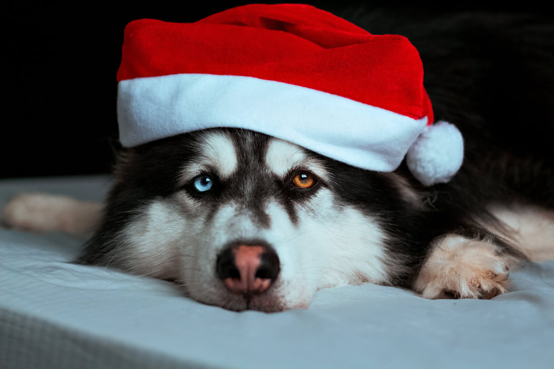 Husky wearing a Christmas hat