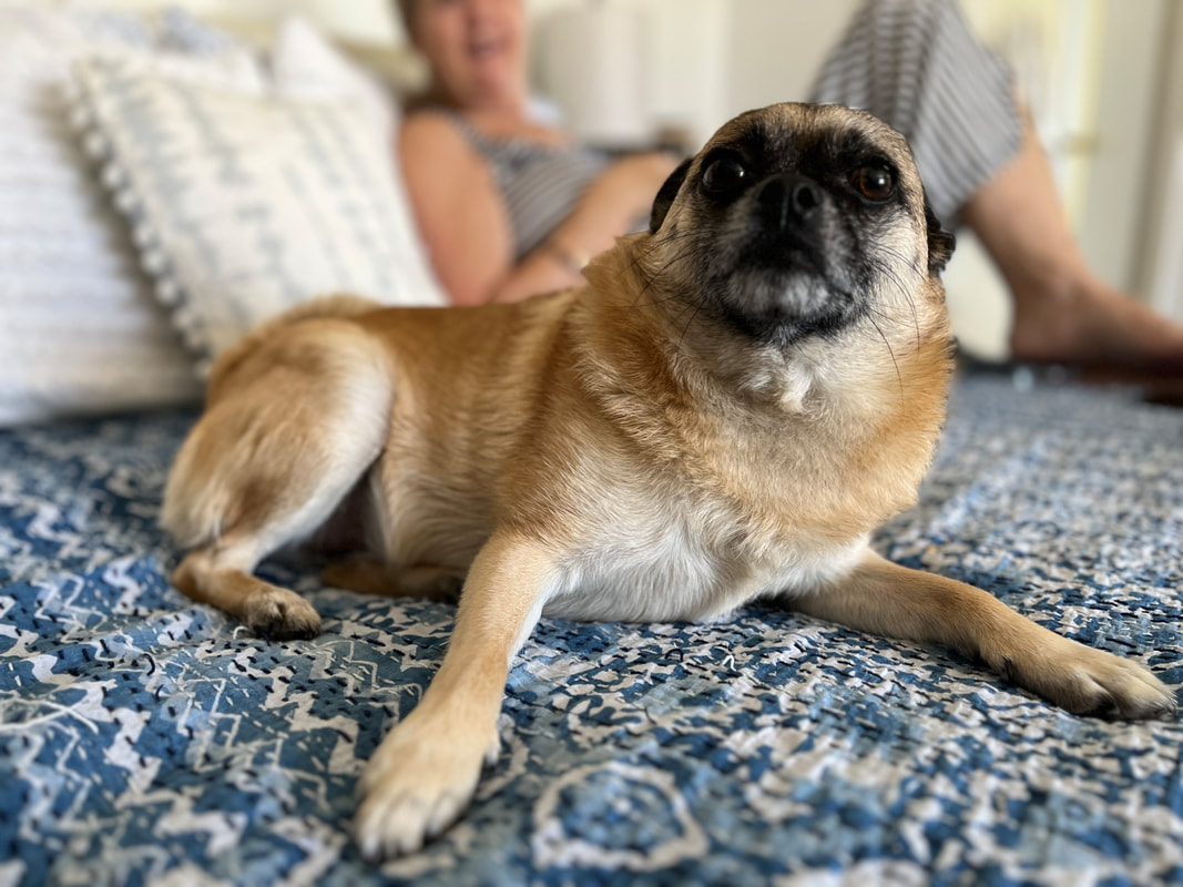 Close up of small, brown pug mutt relaxing on blue bed spread