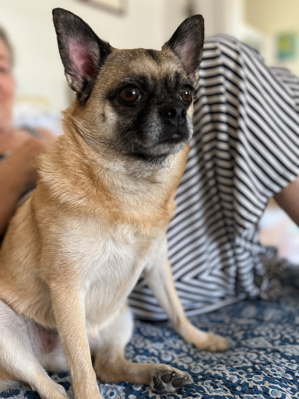 Close up of small pug mutt with woman off focus in background
