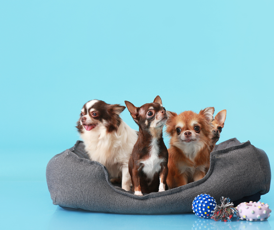 Three puppies in a doggy bed with a light blue background
