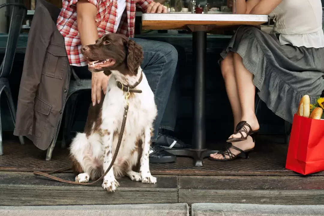 Dog on leash under restaurant table