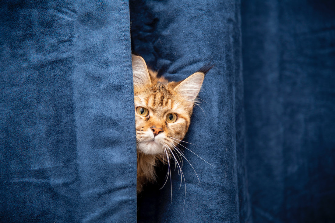 Orange kitten poking head out from behind a blue curtain