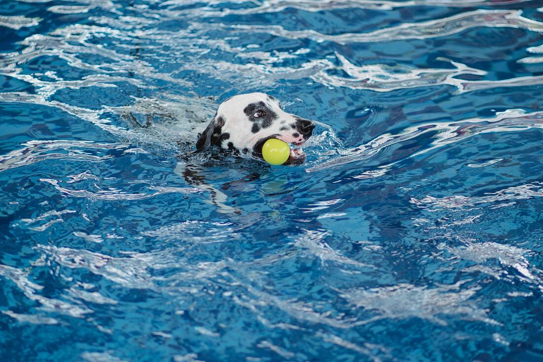Dalmation in swimming pool with tennis ball