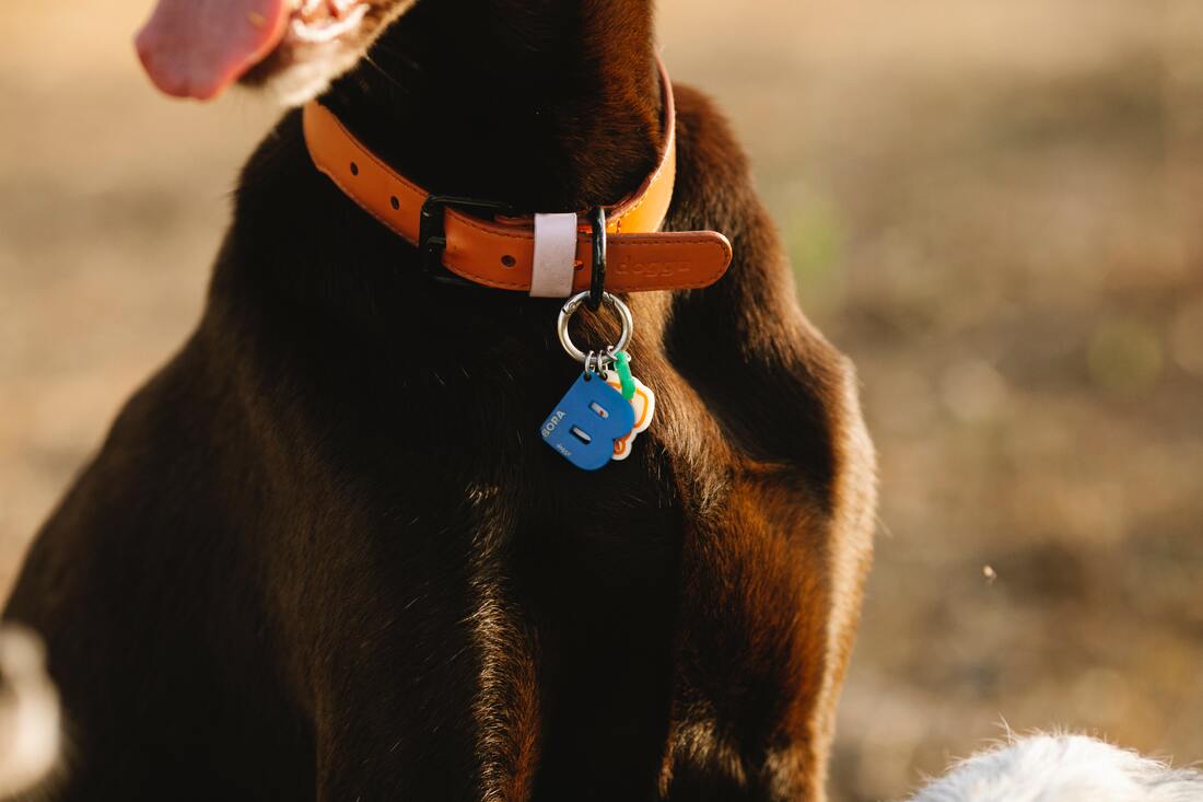 Picture of a dog's tag.