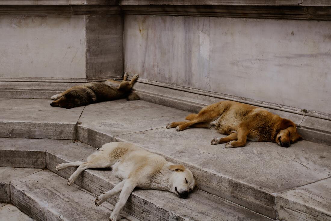 Three dogs sleeping on the steps of a temple.