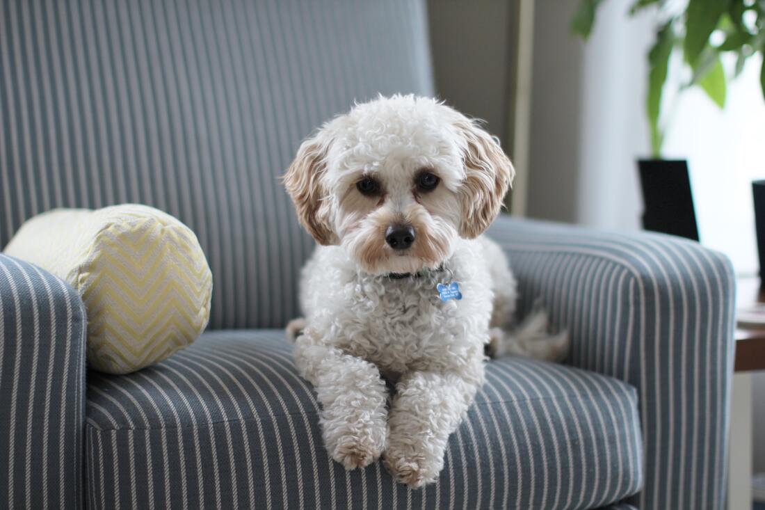 Puppy sitting on armchair