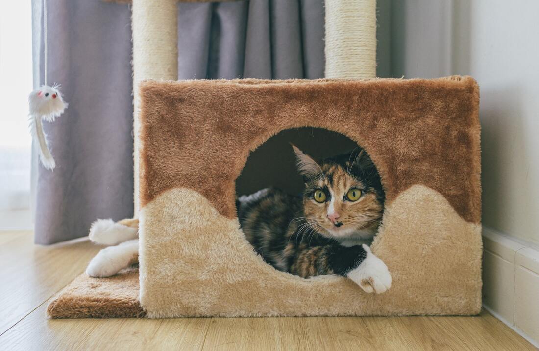 Tabby cat in cat house/box