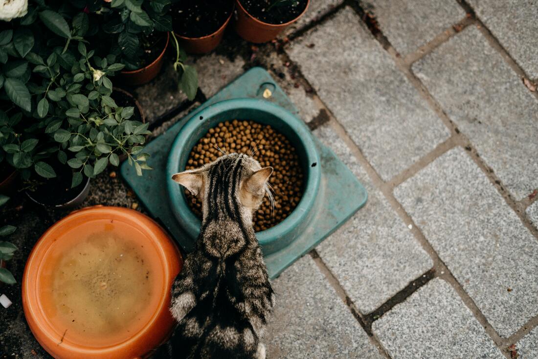 Tabby cat eating from green bowl in garden