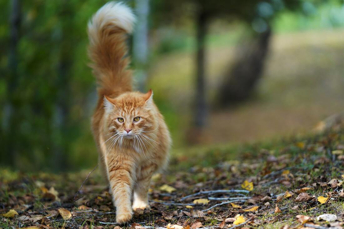 A ginger cat padding through a shaded forest