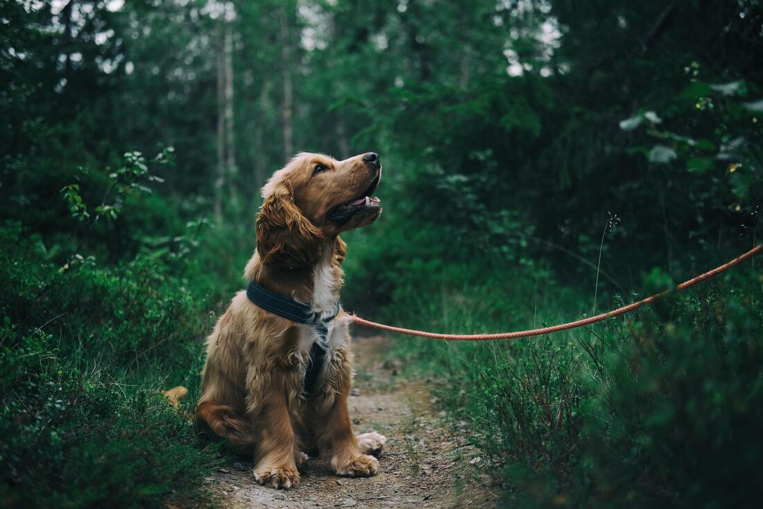 Picture of a dog on a leash in a forest.