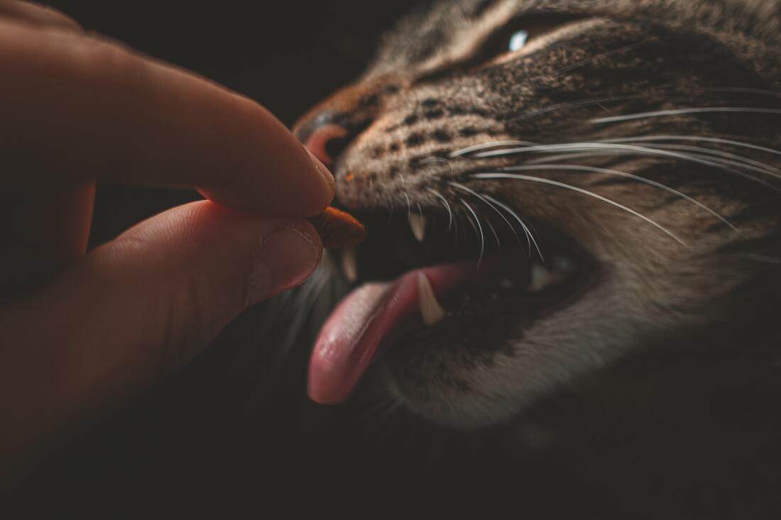 Close up of a tabby cat being fed a piece of dry catfood