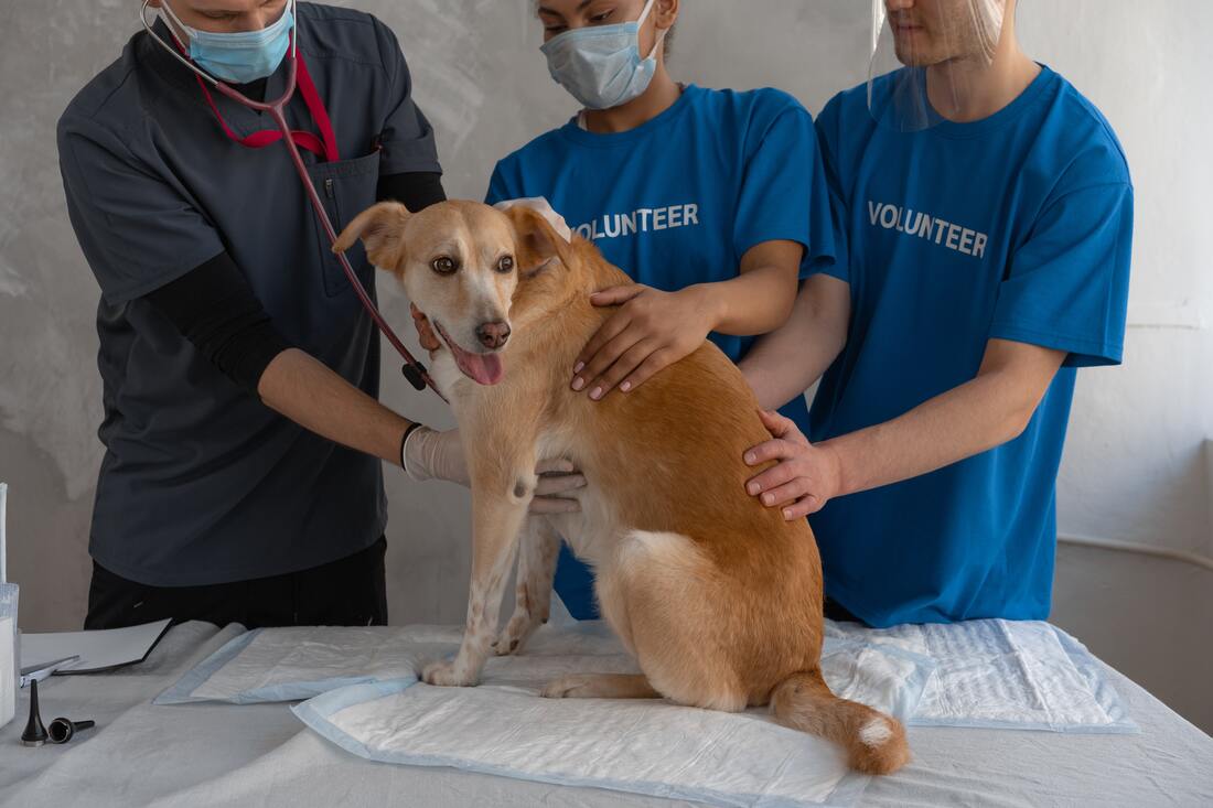 Picture of a dog with volunteers and a vet.