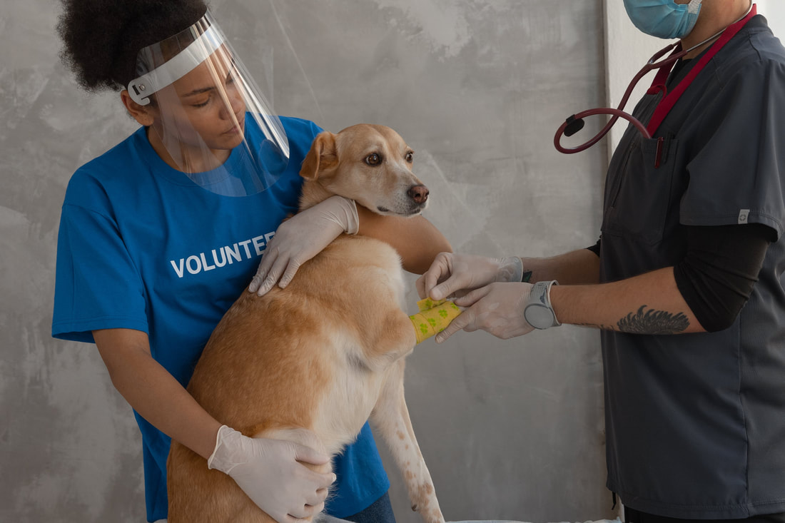 volunteer holding a dog who is receiving medical care from a man