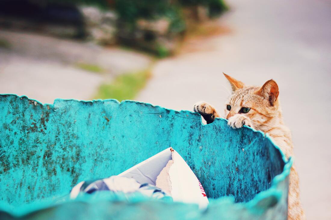 Ginger cat peering into blue metal trashcan