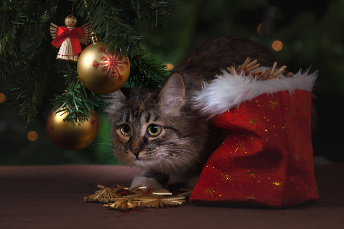 kitten under a Christmas tree (close up)