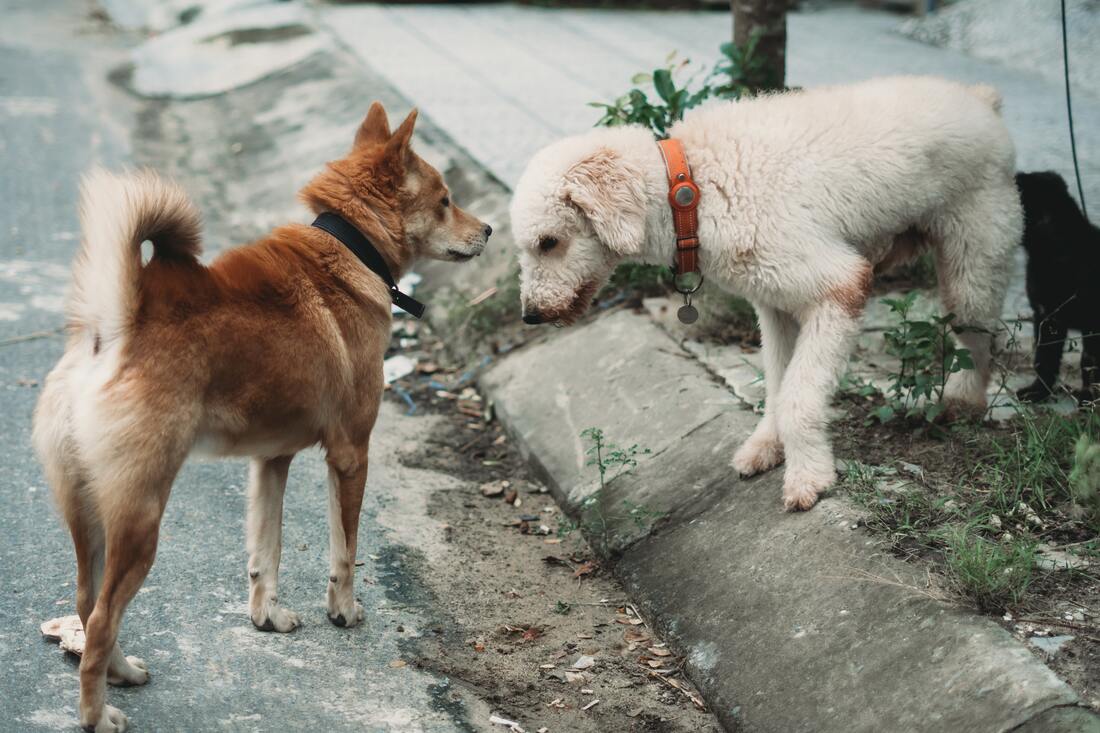 Two dogs sniffing each other on the sidewalk.
