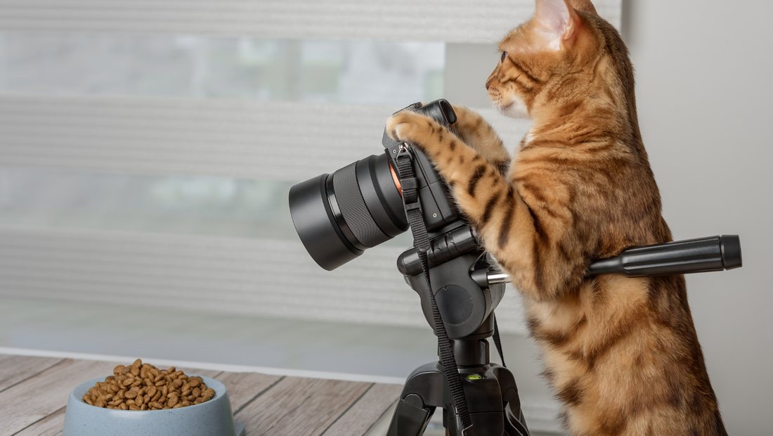 Ginger cat with camera on tripod taking picture of a bowl of food