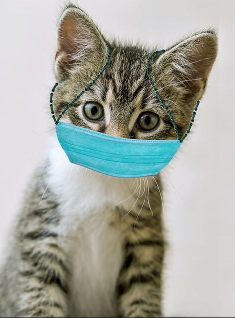 Kitten wearing face mask