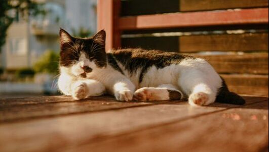 Tabby cat relaxing on wooden floor