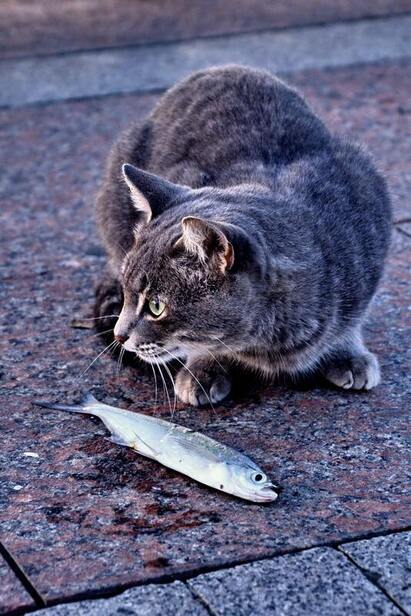 Cat on pavement with fish