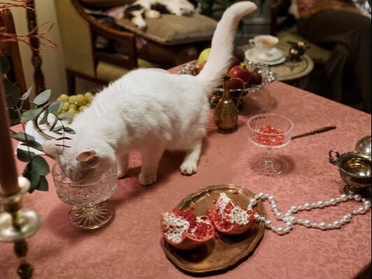 white cat drinking out of a crystal glass on an opulently spread table