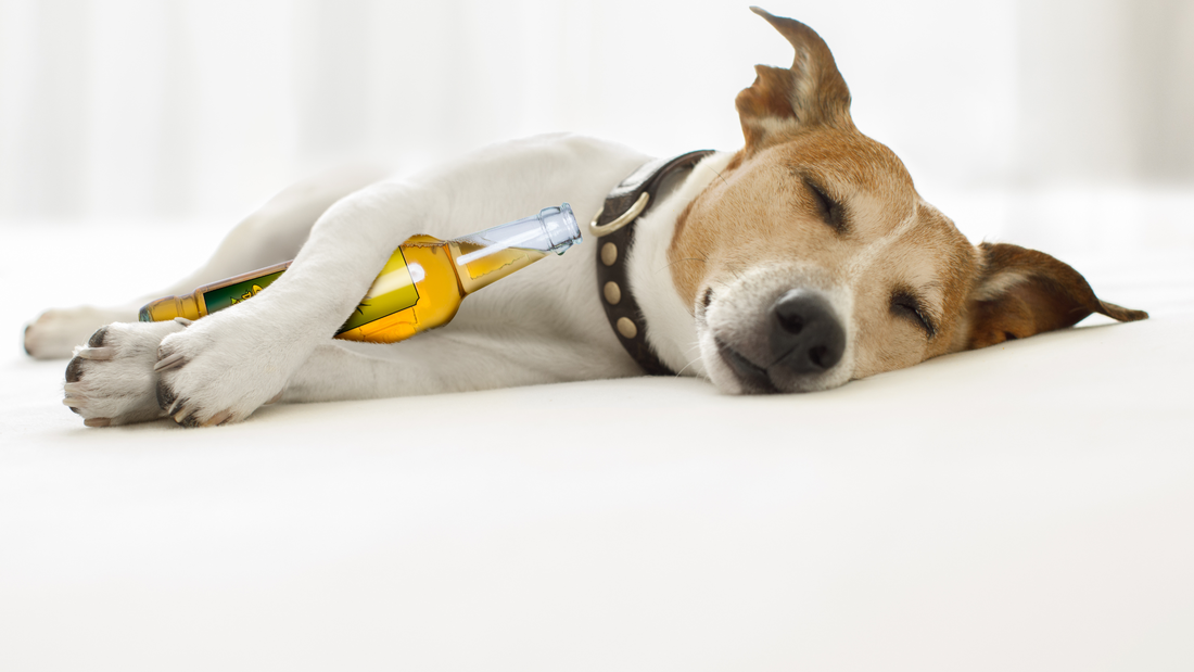 sleeping dog on white bed cuddling a beer bottle