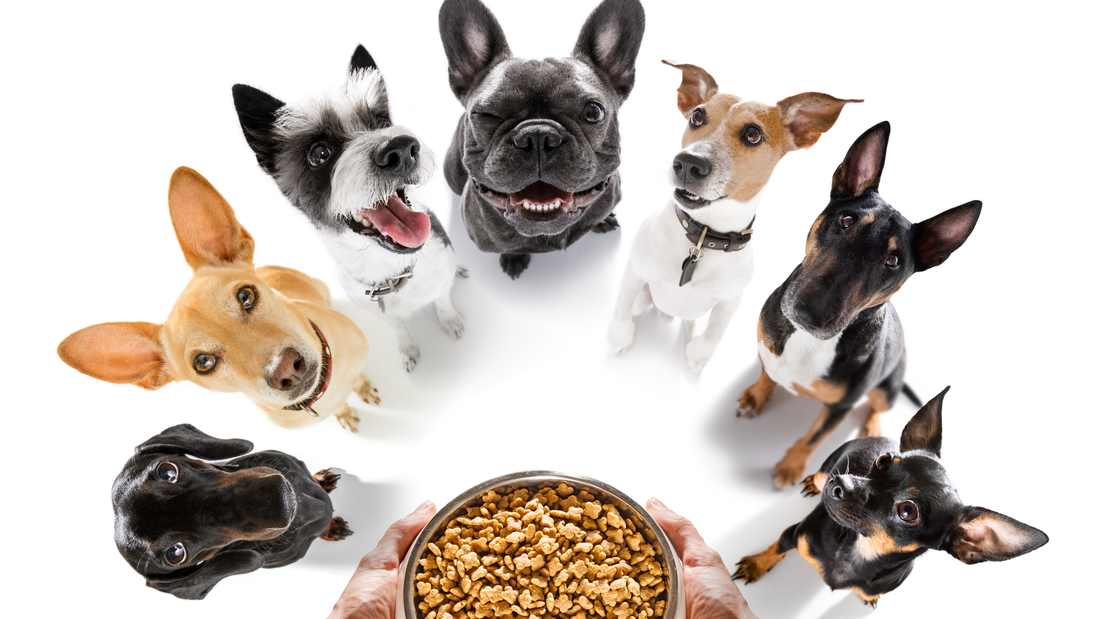 Photo of seven dogs of different breeds surrounding a bowl of food with a white background