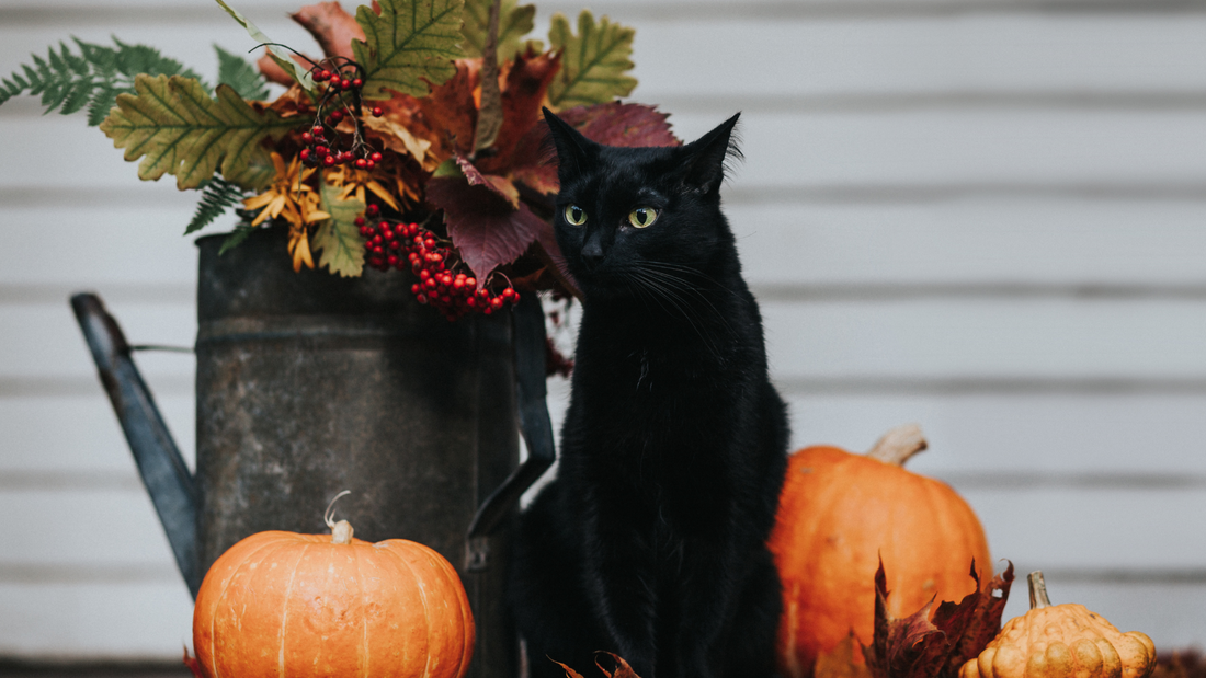 Black cat with pumpkins