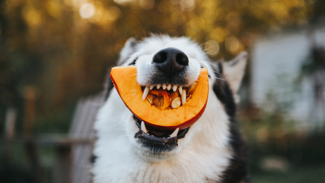 White dog very close to camera with a slice of pumpkin in its mouth